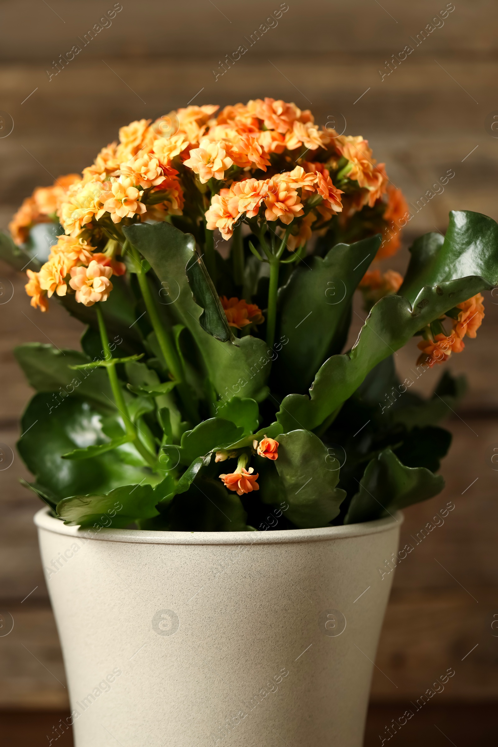 Photo of Beautiful orange kalanchoe flower in pot on blurred background, closeup