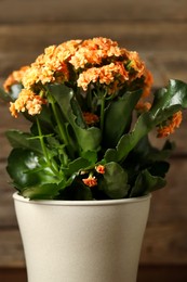 Photo of Beautiful orange kalanchoe flower in pot on blurred background, closeup