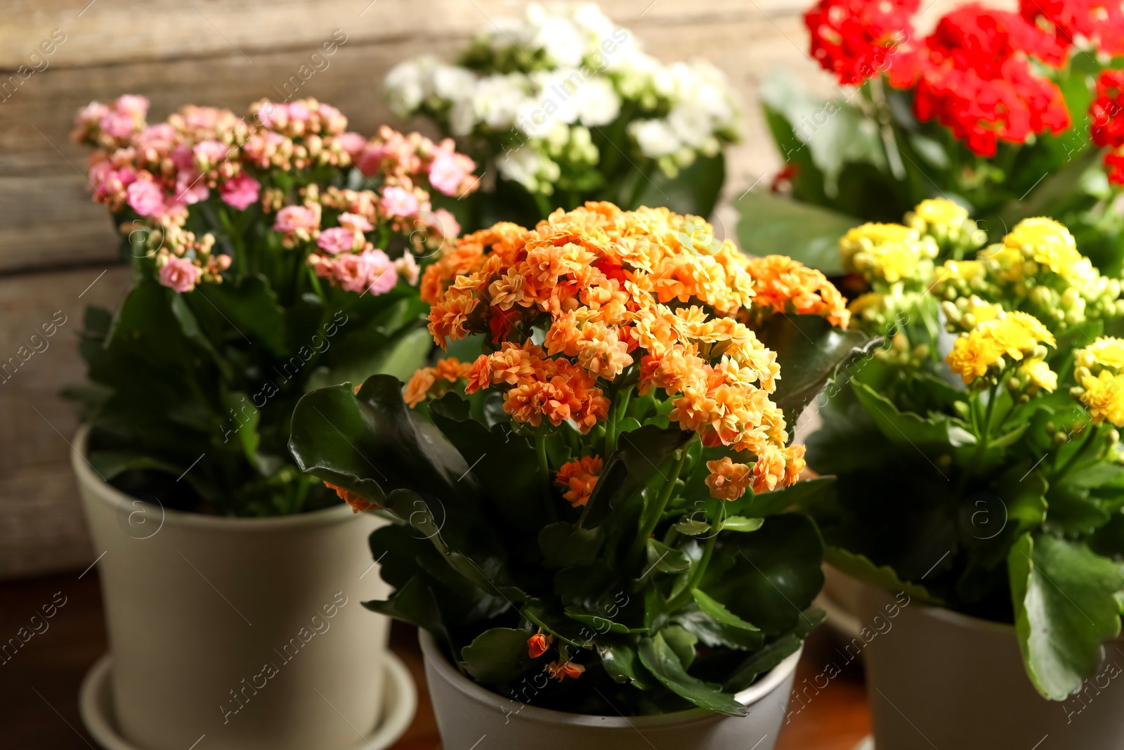 Photo of Different beautiful kalanchoe flowers in pots indoors, closeup