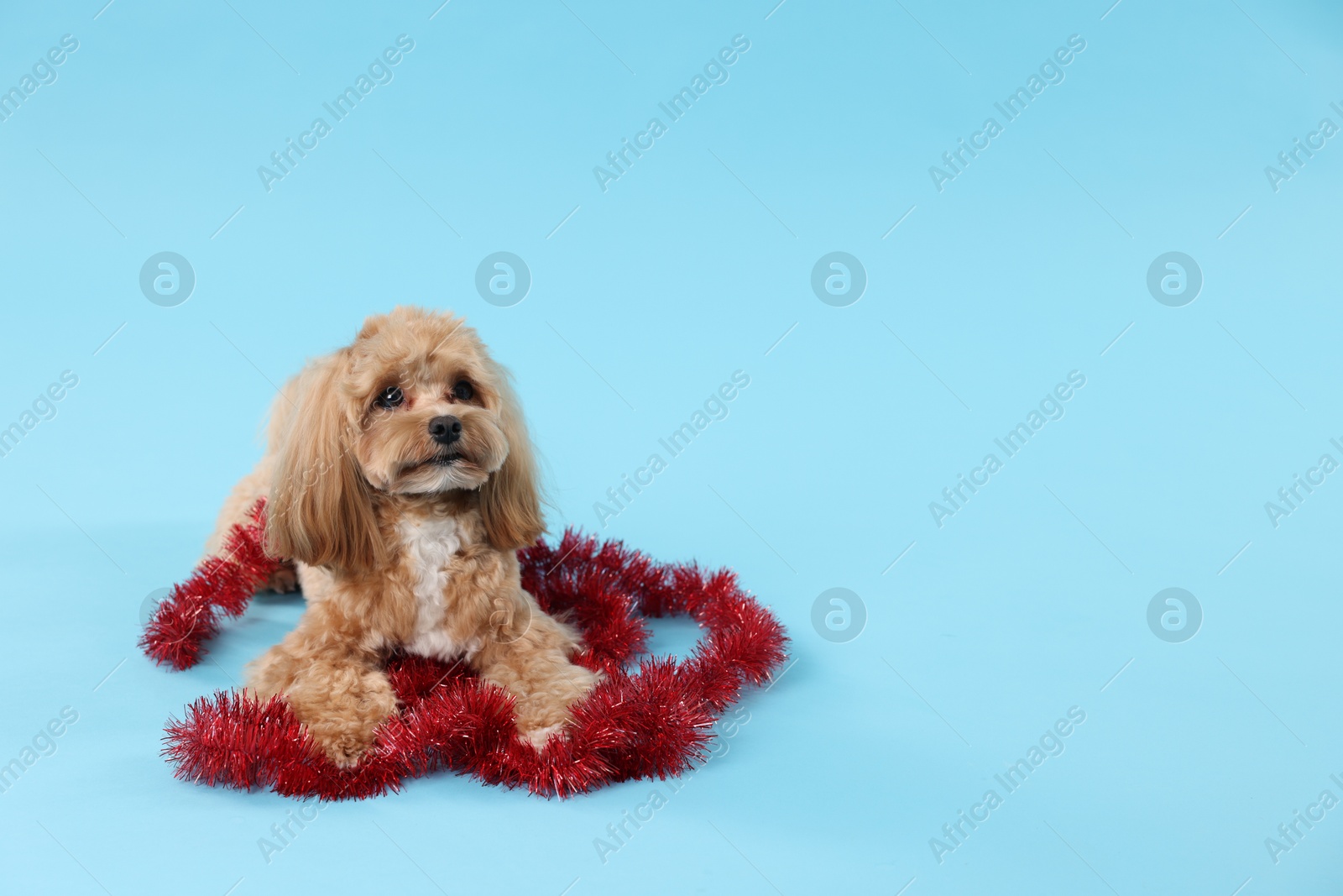 Photo of Cute dog with shiny tinsel on light blue background. Space for text