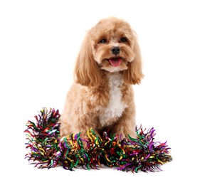 Photo of Cute dog with shiny tinsel on white background