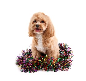 Photo of Cute dog with shiny tinsel on white background