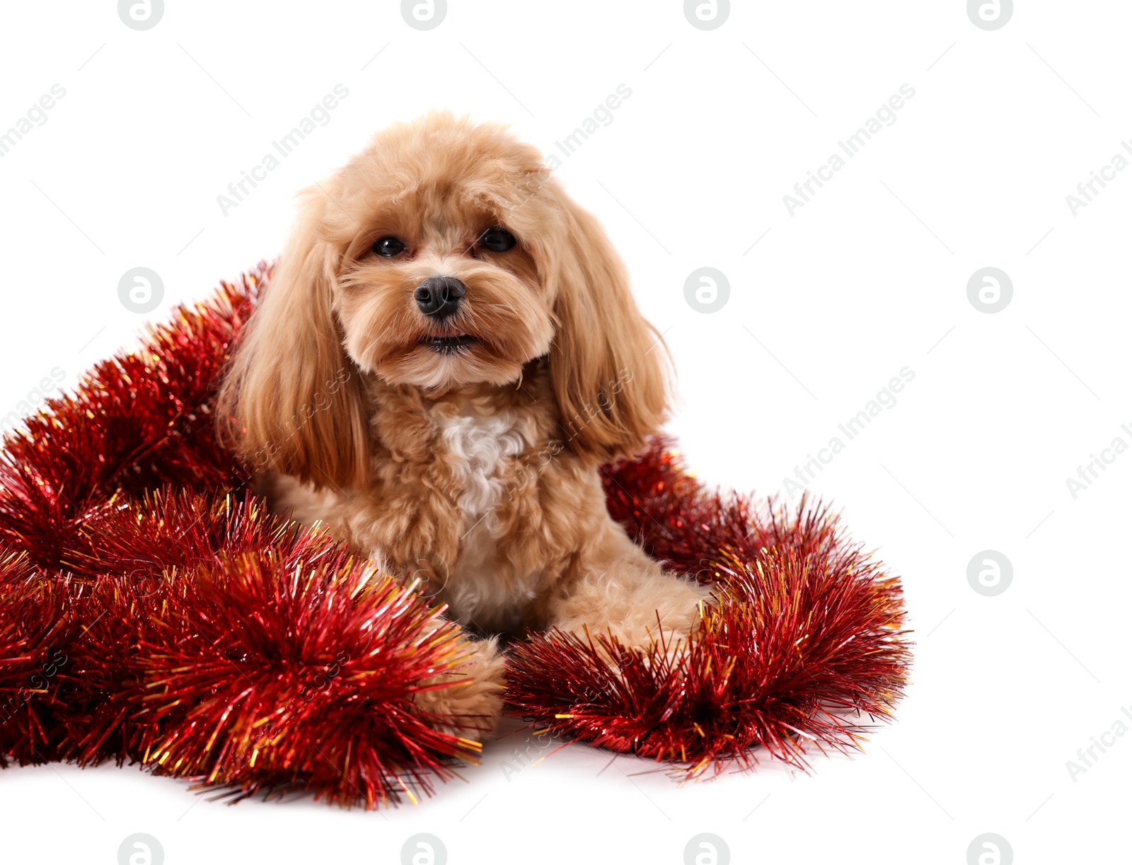 Photo of Cute dog with shiny tinsel on white background. Space for text