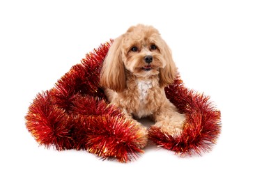 Photo of Cute dog with shiny tinsel on white background