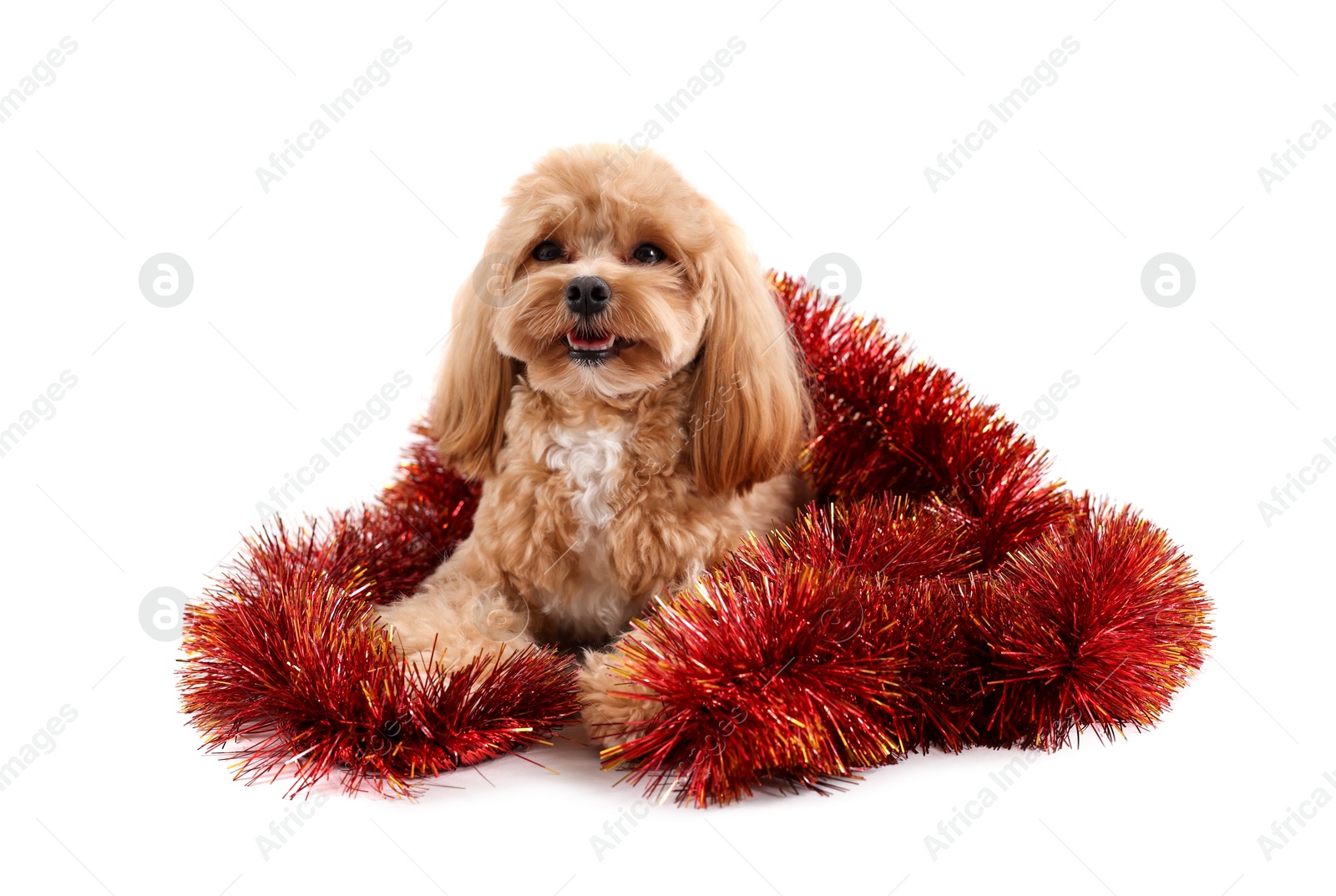 Photo of Cute dog with shiny tinsel on white background