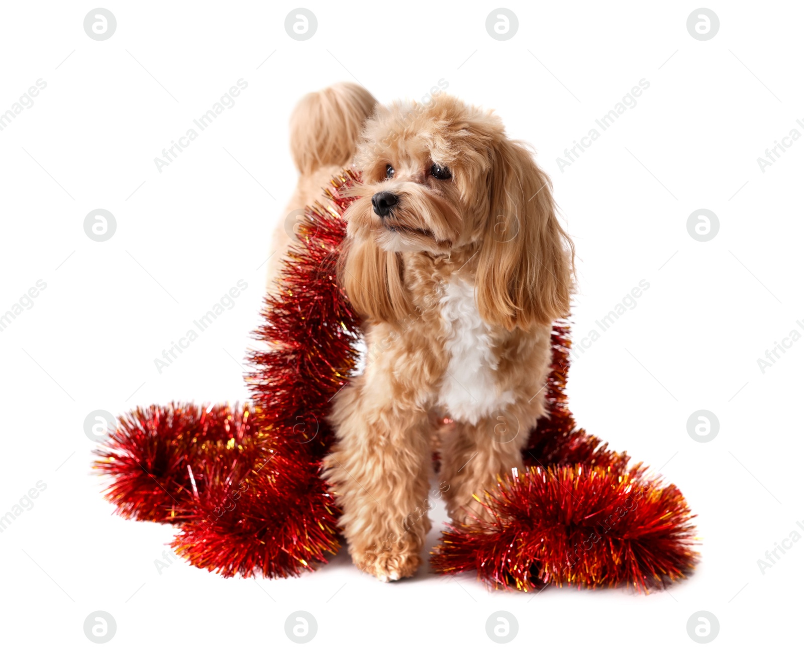 Photo of Cute dog with shiny tinsel on white background