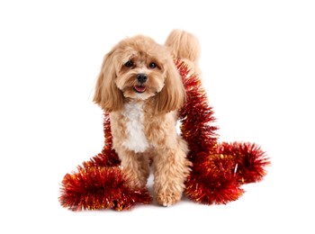 Photo of Cute dog with shiny tinsel on white background