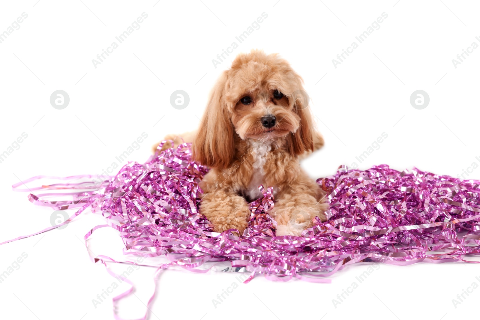 Photo of Cute dog with pile of shiny tinsels on white background