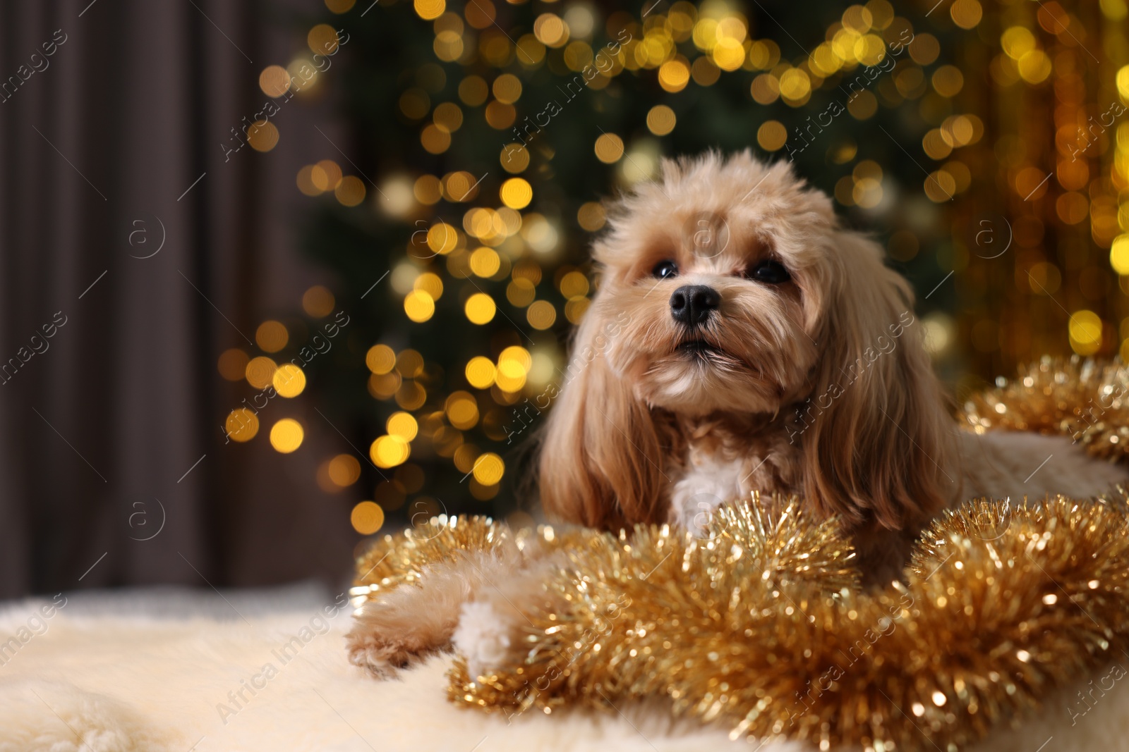 Photo of Cute dog with shiny tinsels on floor against blurred lights. Space for text