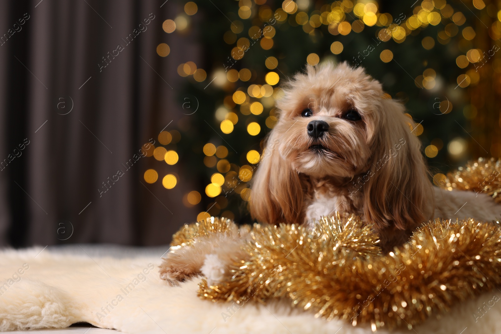 Photo of Cute dog with shiny tinsels on floor against blurred lights. Space for text