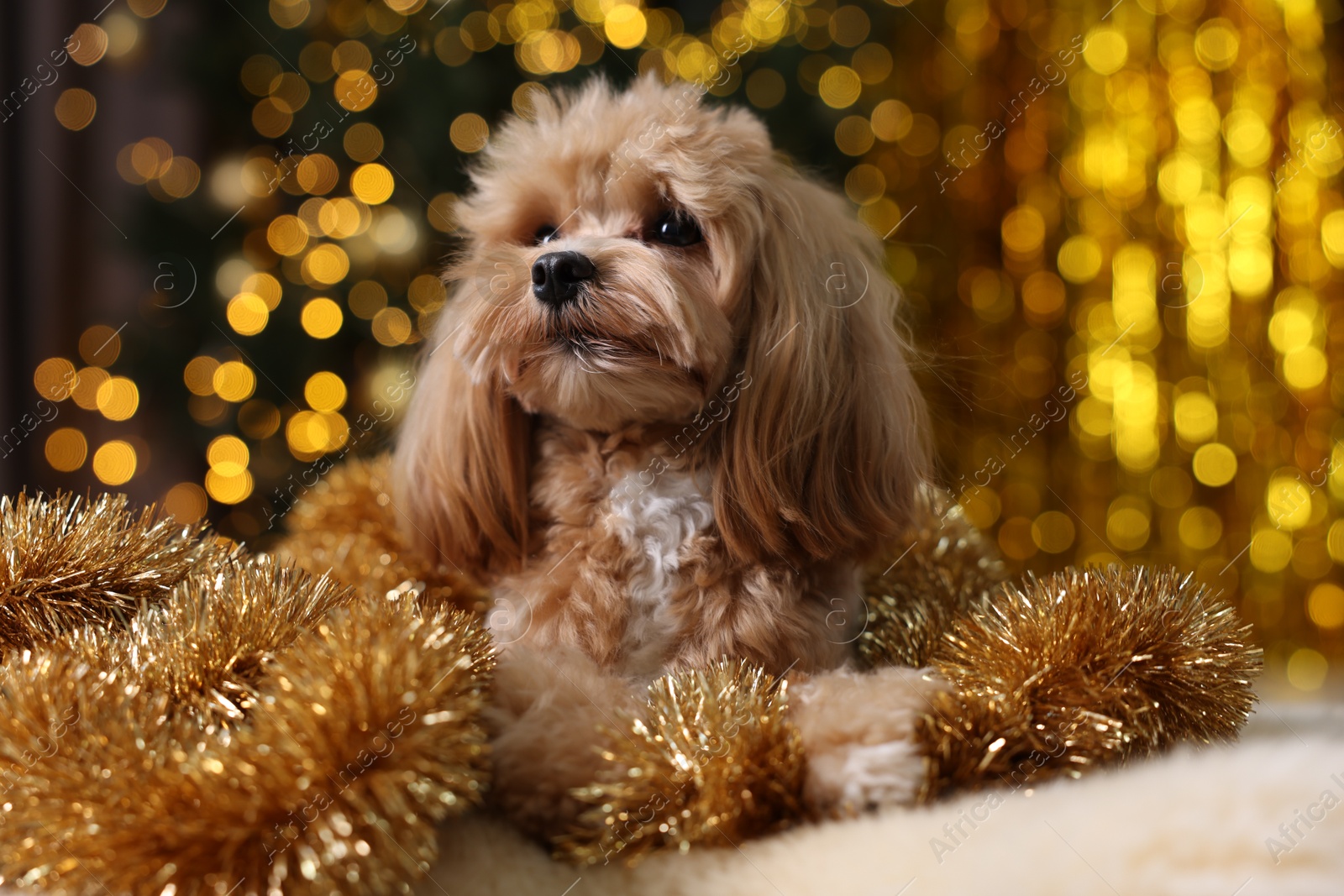 Photo of Cute dog with shiny tinsels on floor against blurred lights