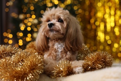 Photo of Cute dog with shiny tinsels on floor against blurred lights