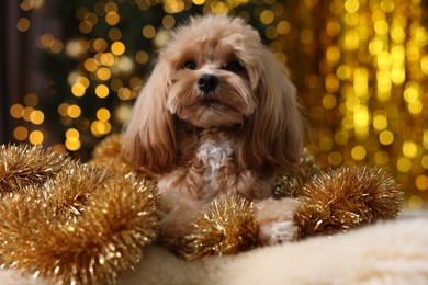 Photo of Cute dog with shiny tinsels on floor against blurred lights