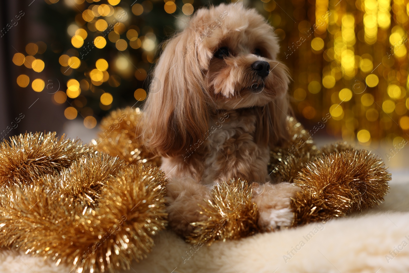 Photo of Cute dog with shiny tinsels on floor against blurred lights