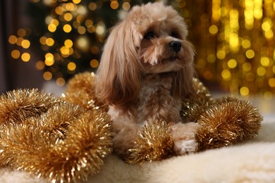 Photo of Cute dog with shiny tinsels on floor against blurred lights