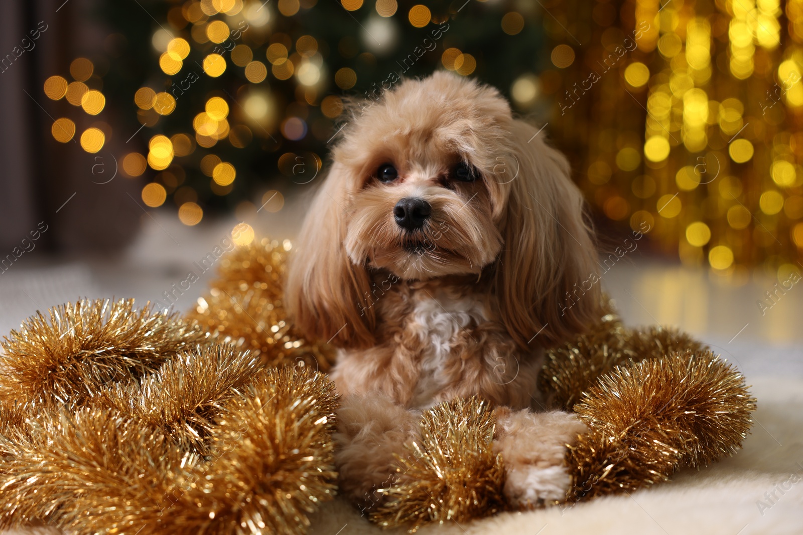 Photo of Cute dog with shiny tinsels on floor against blurred lights