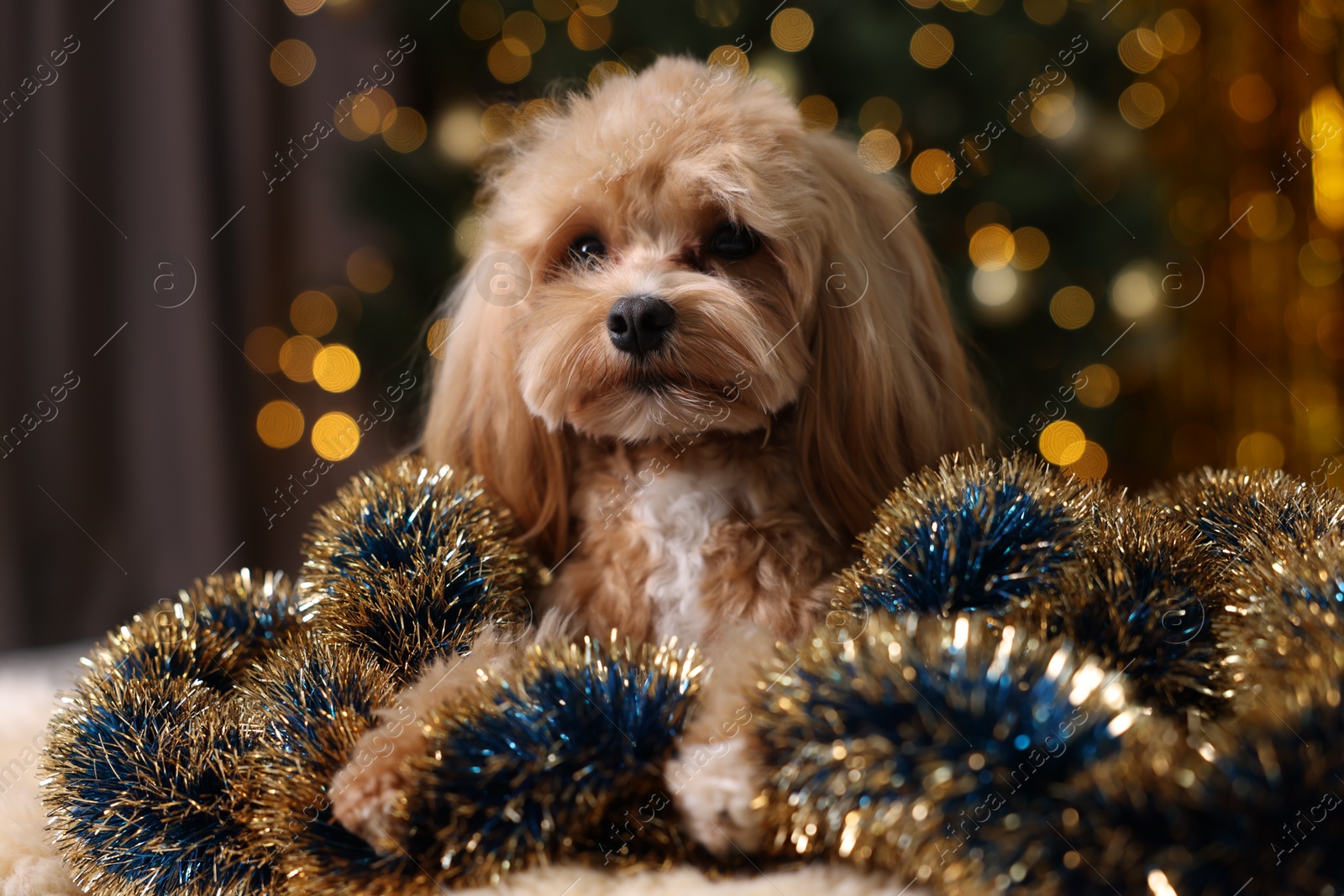 Photo of Cute dog with shiny tinsels on floor against blurred lights