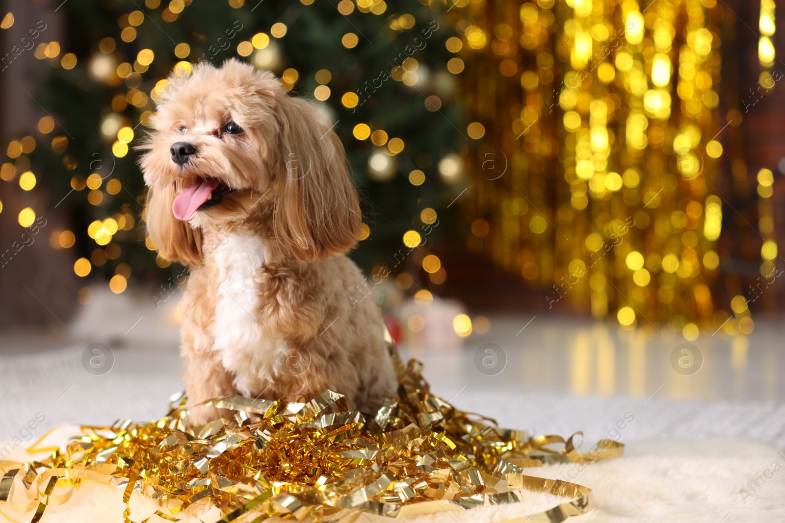 Photo of Cute dog with pile of shiny tinsels on floor against blurred lights. Space for text