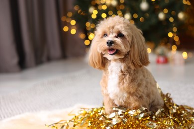 Photo of Cute dog with pile of shiny tinsels on floor against blurred lights. Space for text