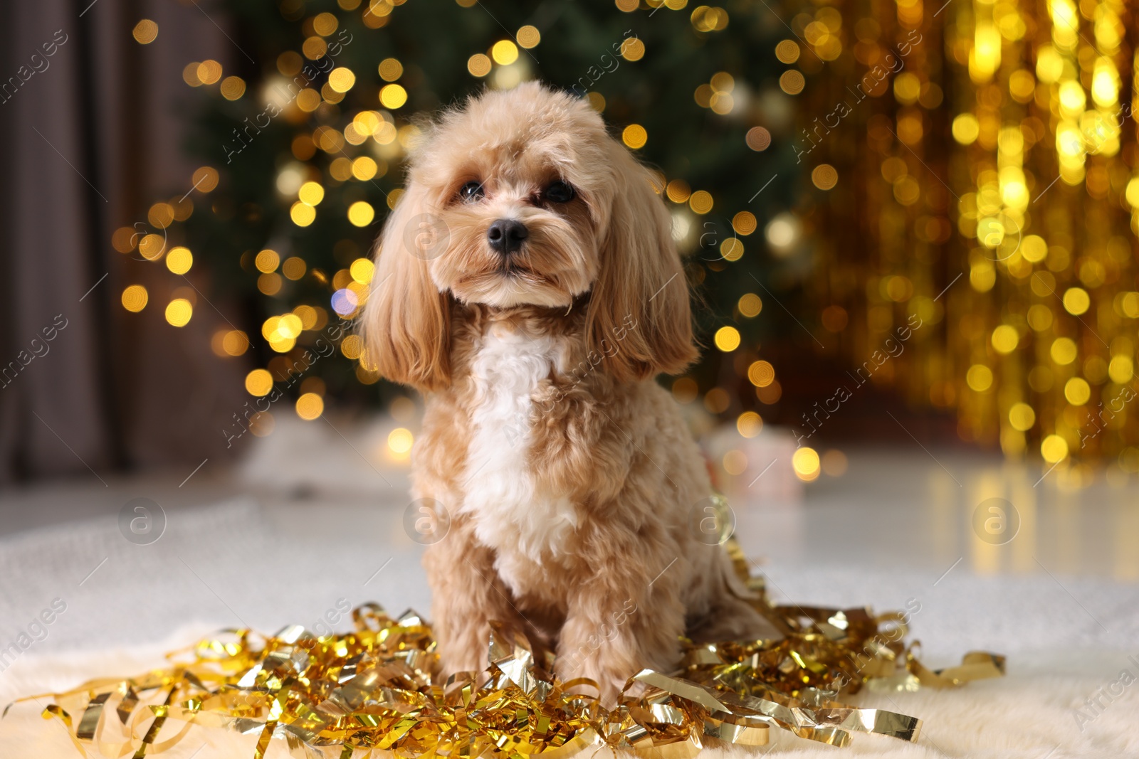 Photo of Cute dog with pile of shiny tinsels on floor against blurred lights