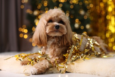 Photo of Cute dog with pile of shiny tinsels on floor against blurred lights