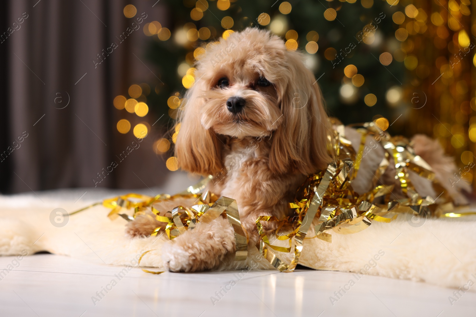 Photo of Cute dog with pile of shiny tinsels on floor against blurred lights