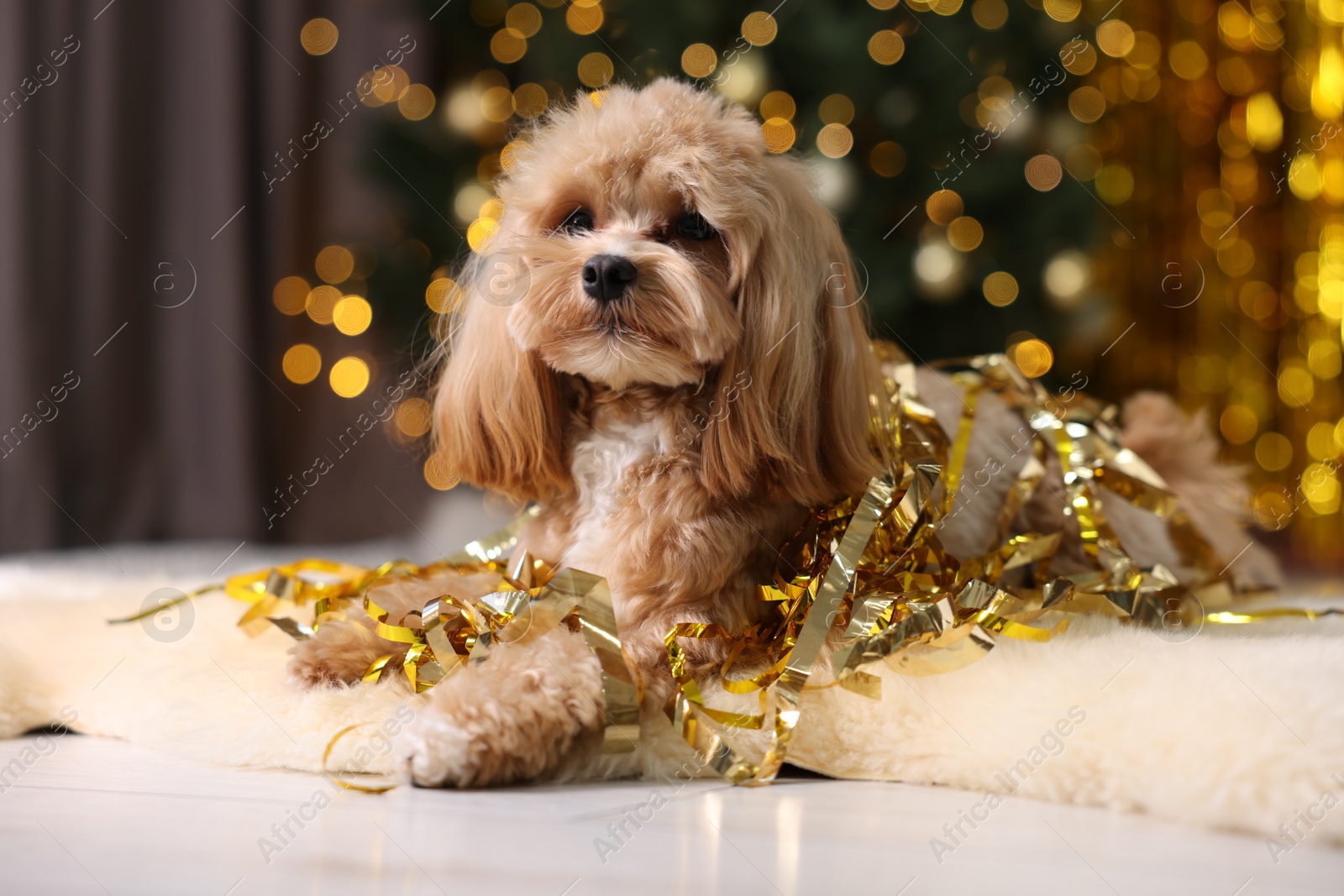 Photo of Cute dog with pile of shiny tinsels on floor against blurred lights