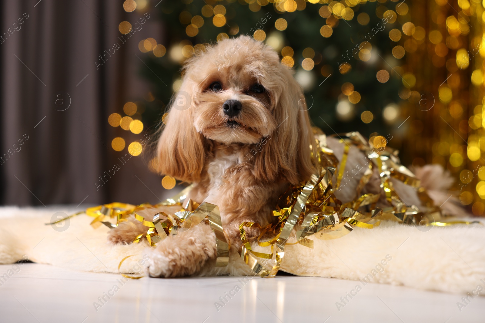 Photo of Cute dog with pile of shiny tinsels on floor against blurred lights