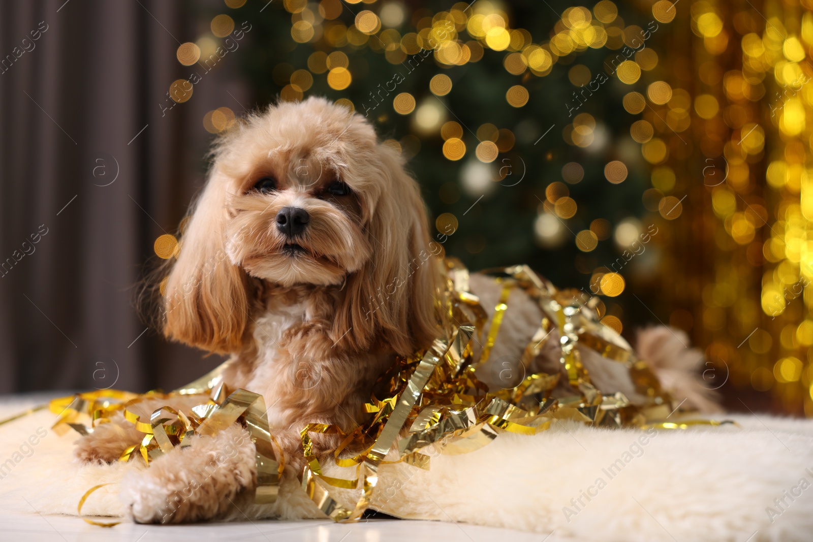 Photo of Cute dog with pile of shiny tinsels on floor against blurred lights