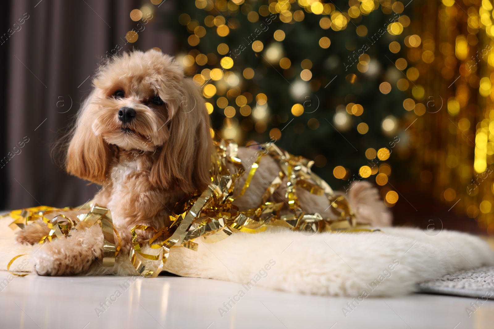 Photo of Cute dog with pile of shiny tinsels on floor against blurred lights