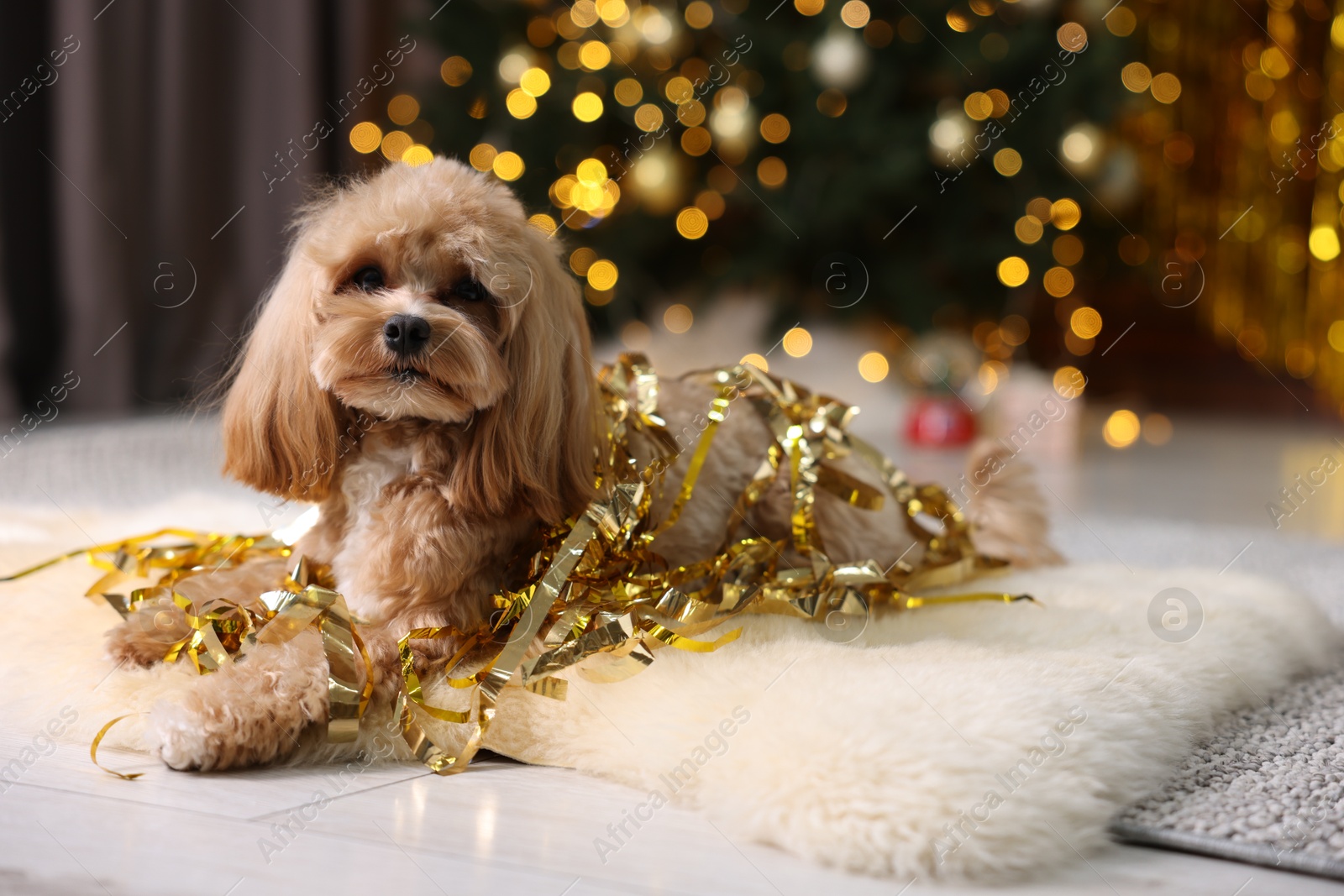 Photo of Cute dog with pile of shiny tinsels on floor against blurred lights