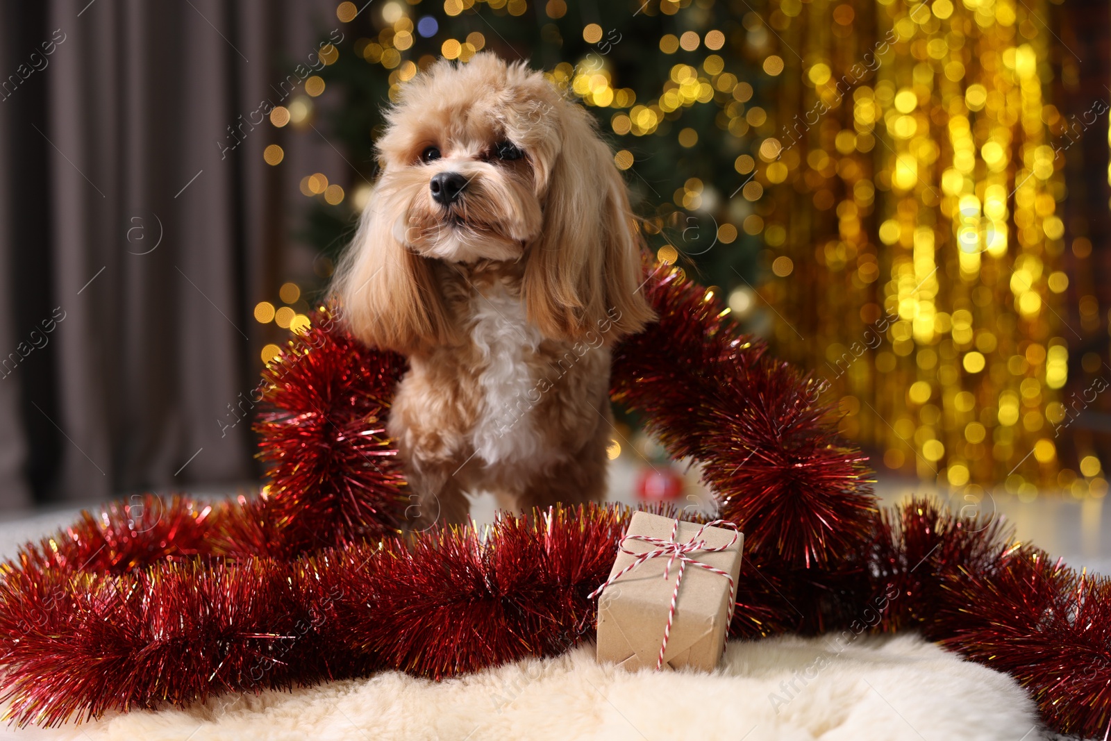 Photo of Cute dog with shiny tinsel and gift box on floor against blurred lights