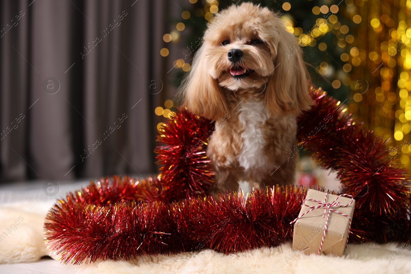 Photo of Cute dog with shiny tinsel and gift box on floor against blurred lights