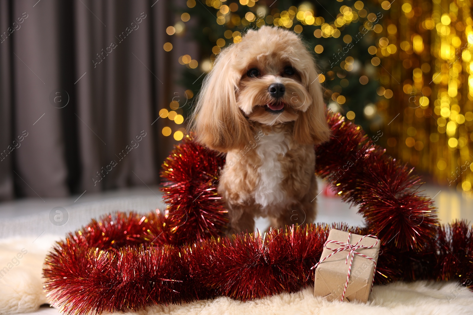 Photo of Cute dog with shiny tinsel and gift box on floor against blurred lights