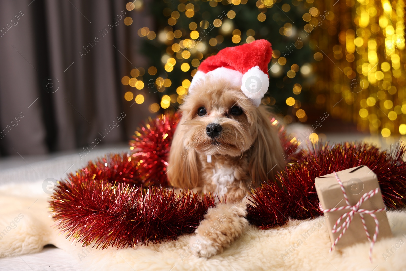 Photo of Cute dog in Santa hat with shiny tinsel and gift box on floor against blurred lights