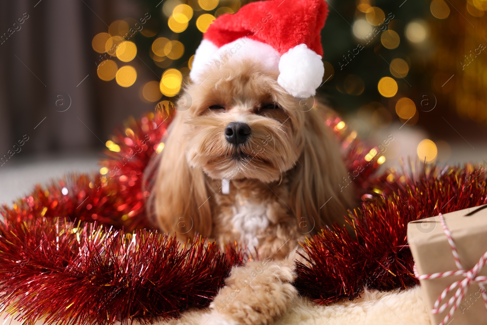 Photo of Cute dog in Santa hat with shiny tinsel and gift box on floor against blurred lights