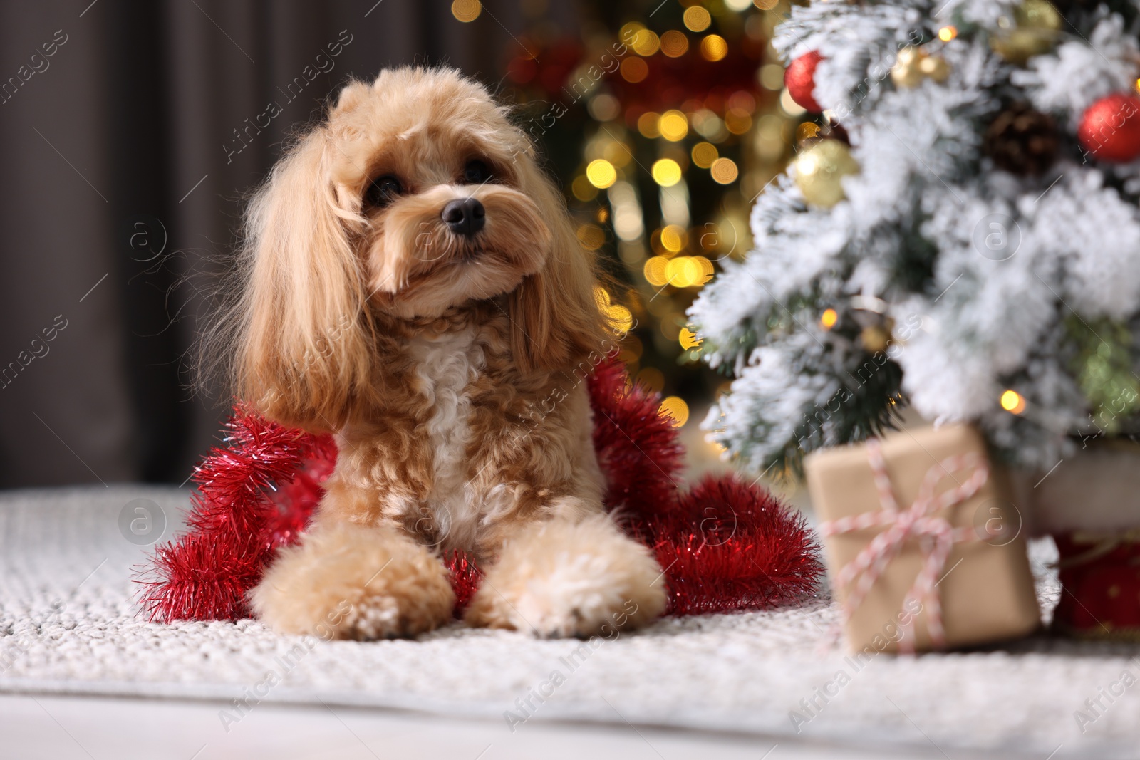 Photo of Cute dog with shiny tinsel lying near Christmas tree and gift box on floor against blurred lights