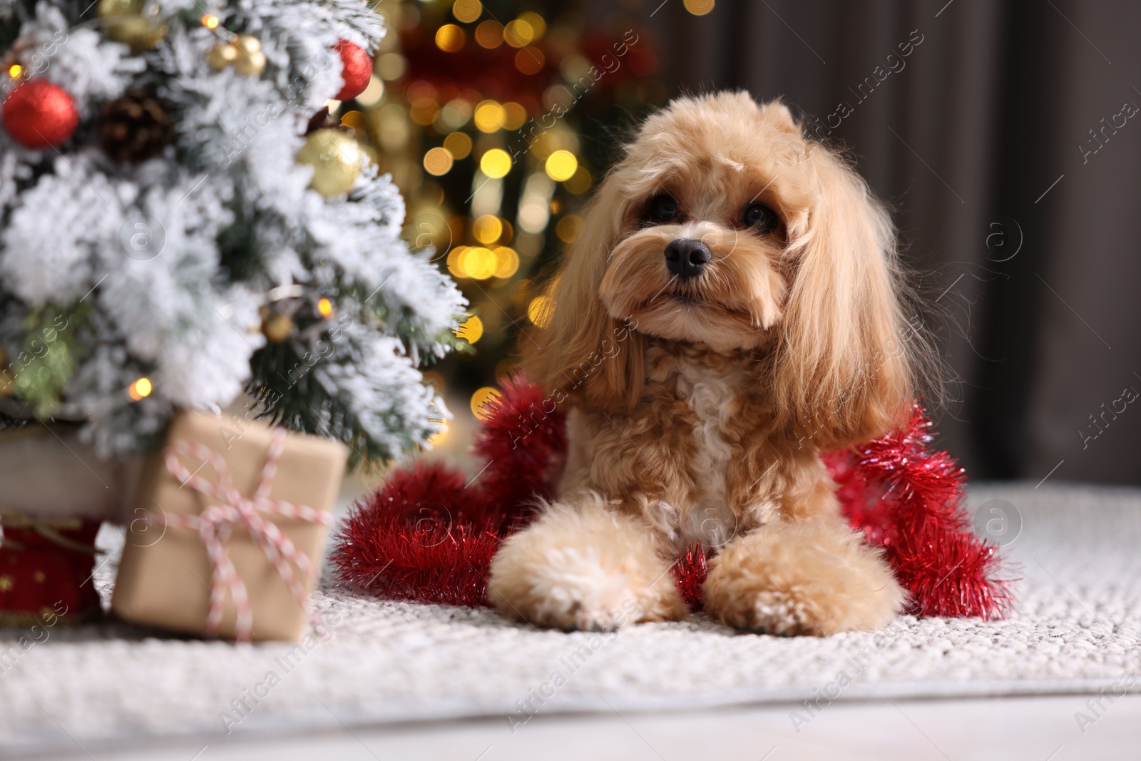 Photo of Cute dog with shiny tinsel lying near Christmas tree and gift box on floor against blurred lights