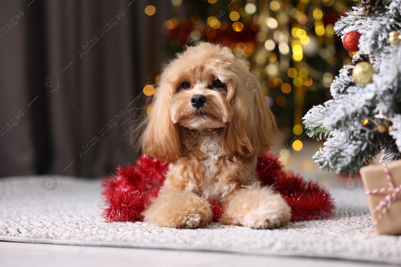 Photo of Cute dog with shiny tinsel lying near Christmas tree and gift box on floor against blurred lights