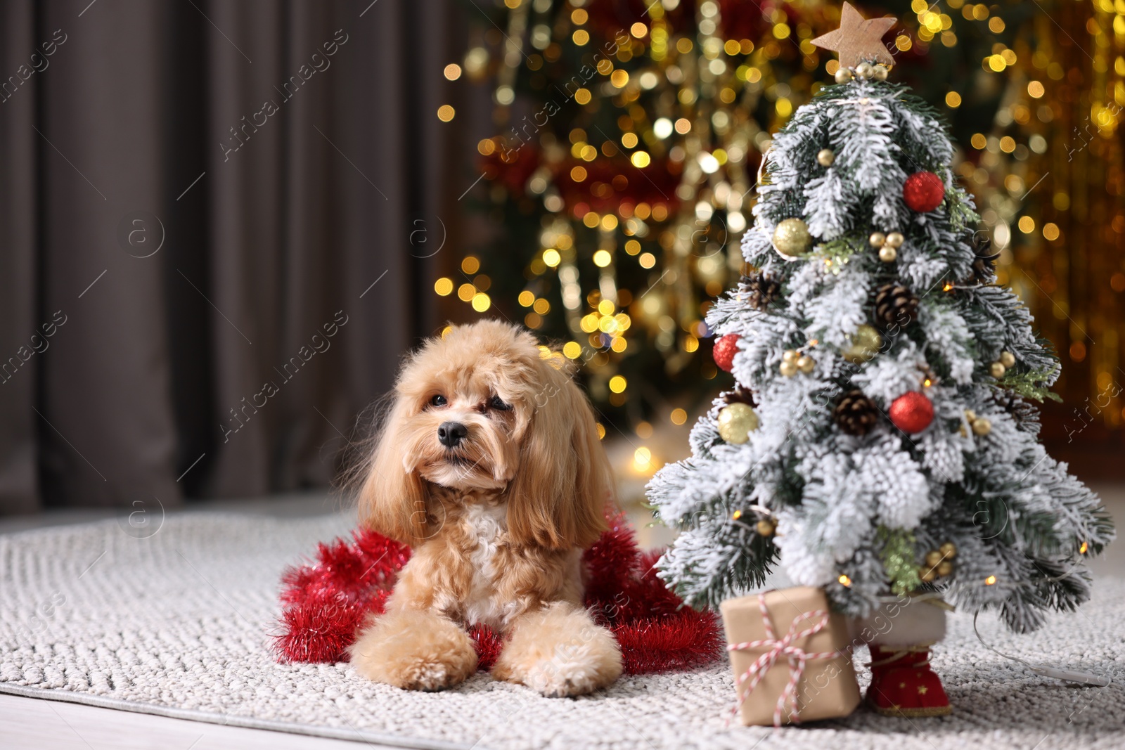 Photo of Cute dog with shiny tinsel lying near Christmas tree and gift box on floor against blurred lights