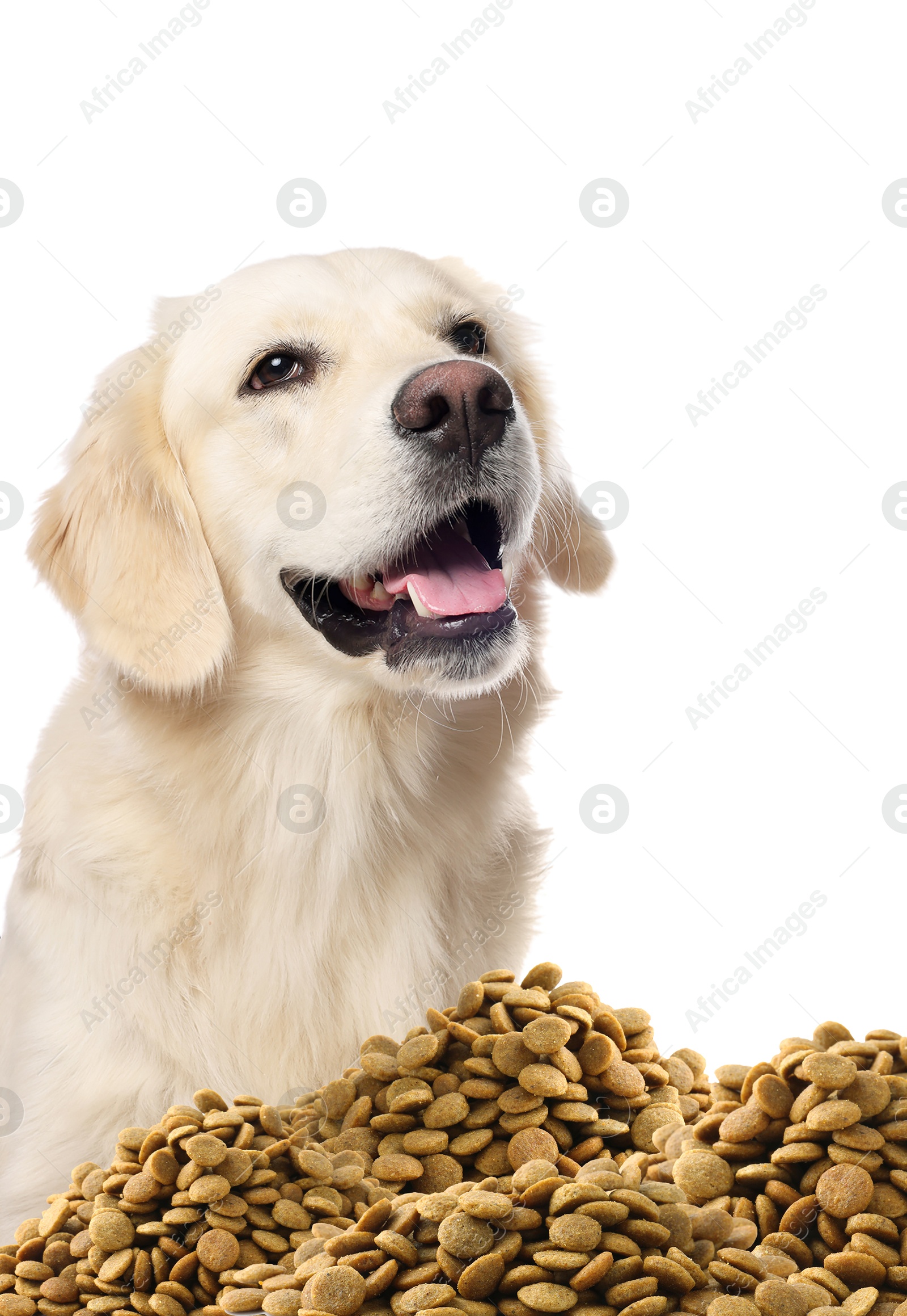 Image of Cute dog and heap of dry pet food on white background