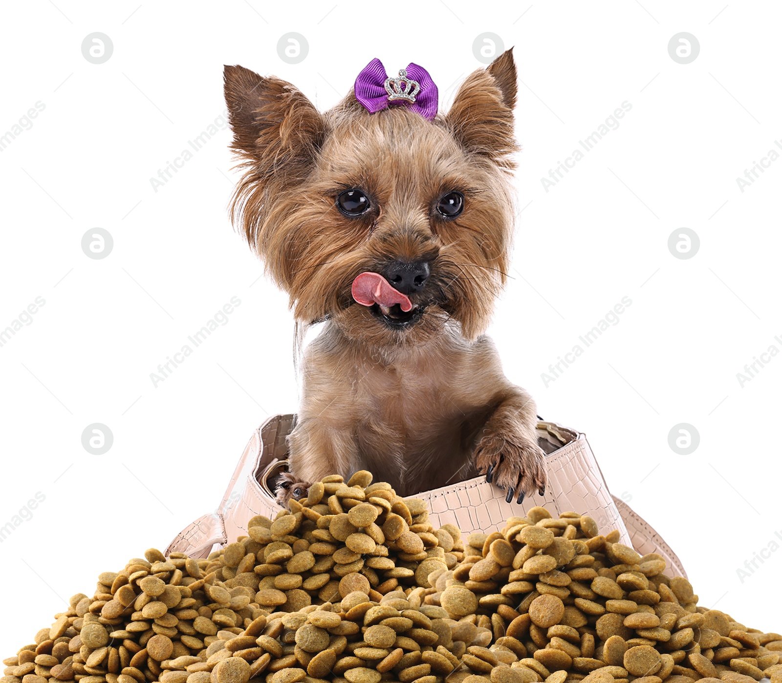 Image of Cute dog and heap of dry pet food on white background