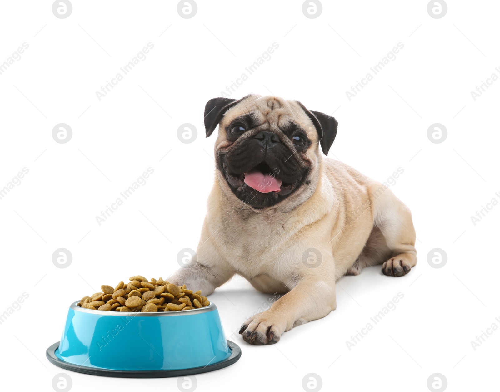 Image of Cute dog lying near and bowl of dry pet food on white background