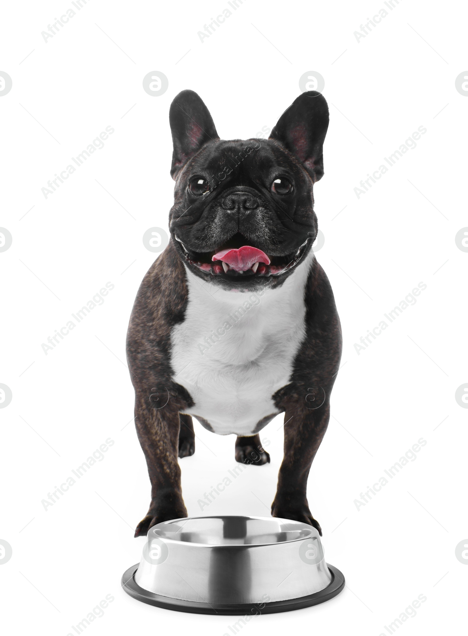 Image of Cute dog waiting for pet food near empty bowl on white background