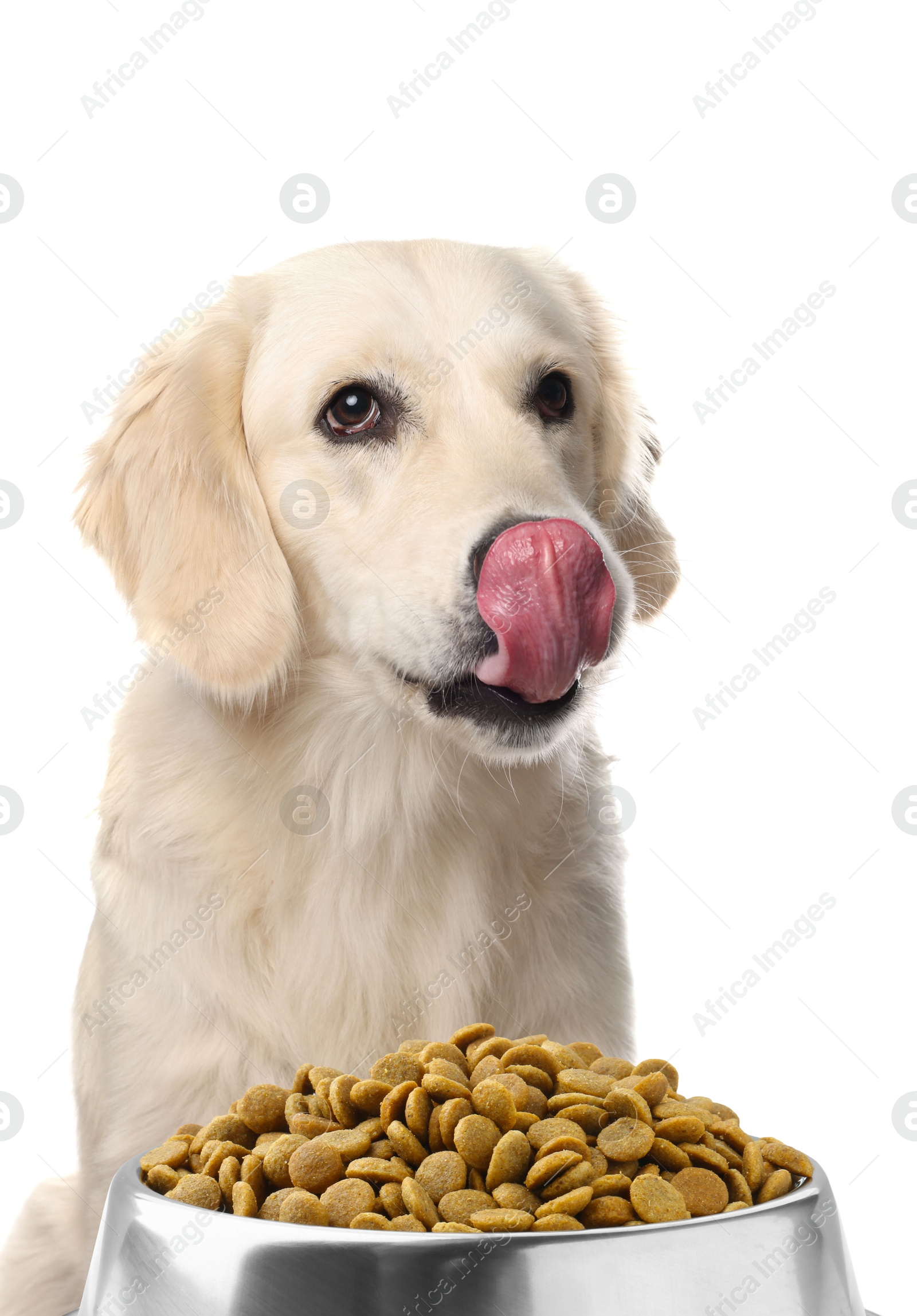 Image of Cute dog and bowl of dry pet food on white background