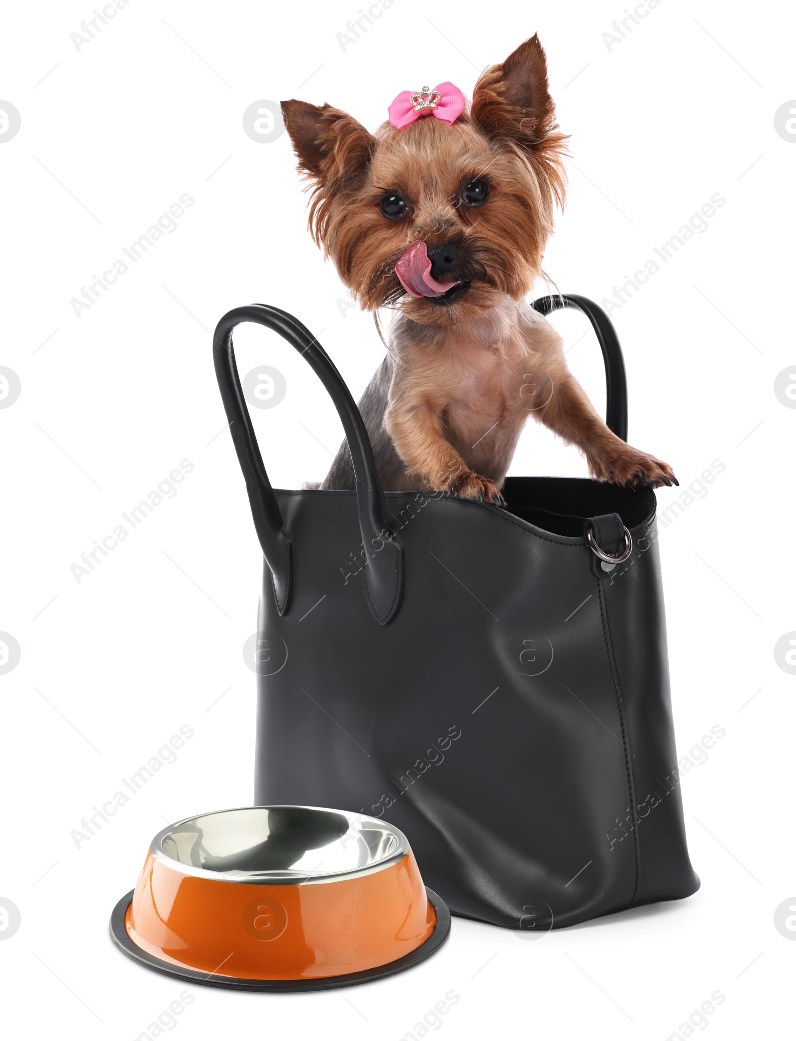 Image of Cute dog waiting for pet food near empty bowl on white background