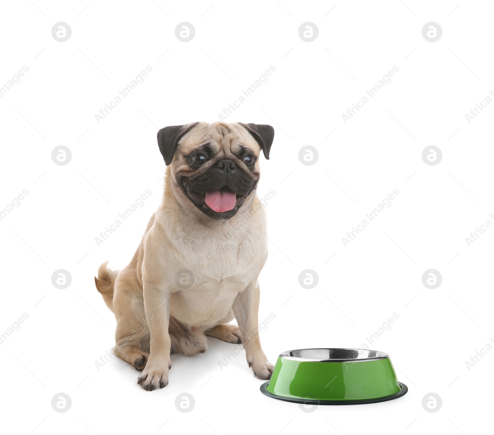 Image of Cute dog waiting for pet food near empty bowl on white background