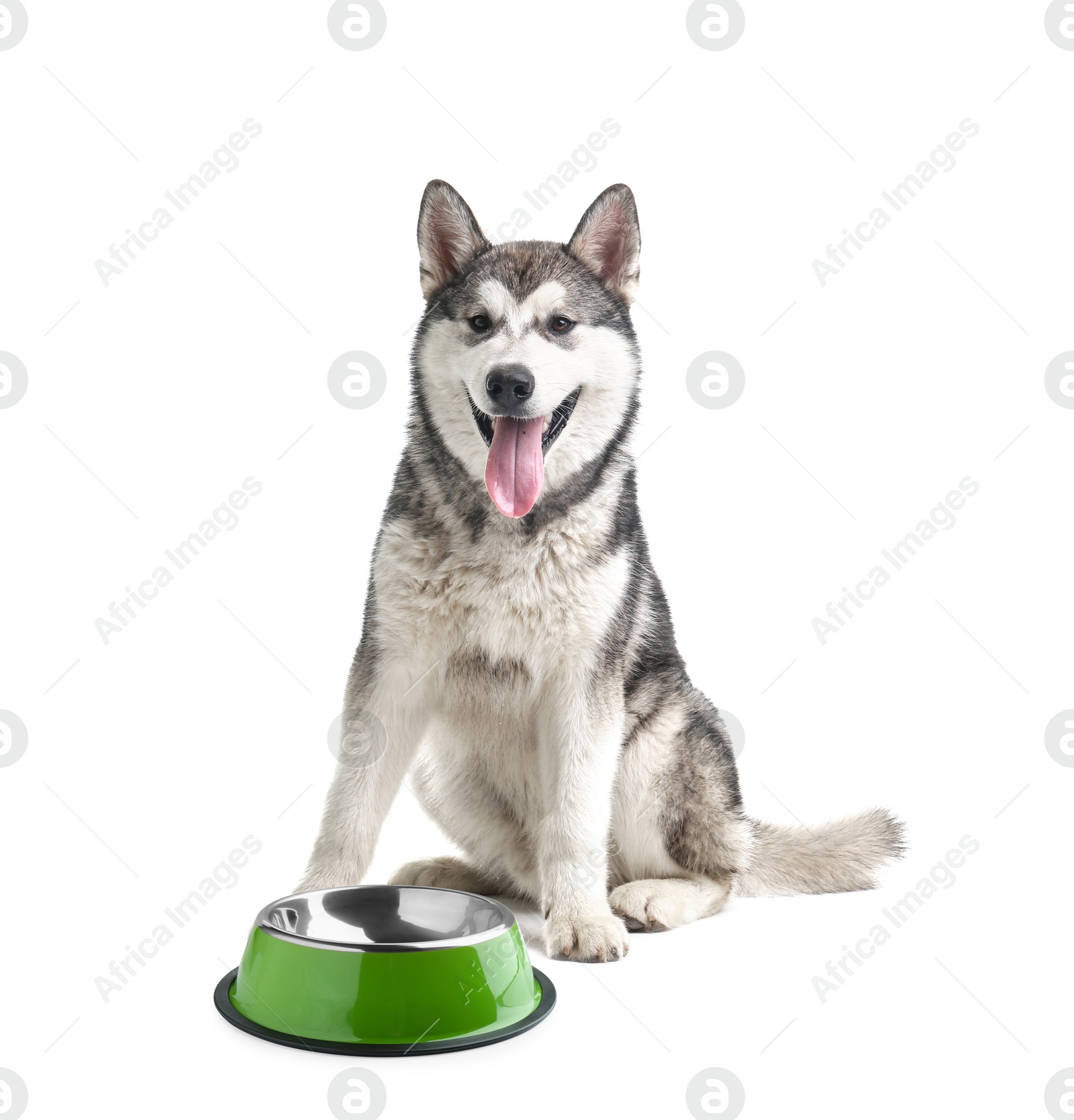 Image of Cute dog waiting for pet food near empty bowl on white background