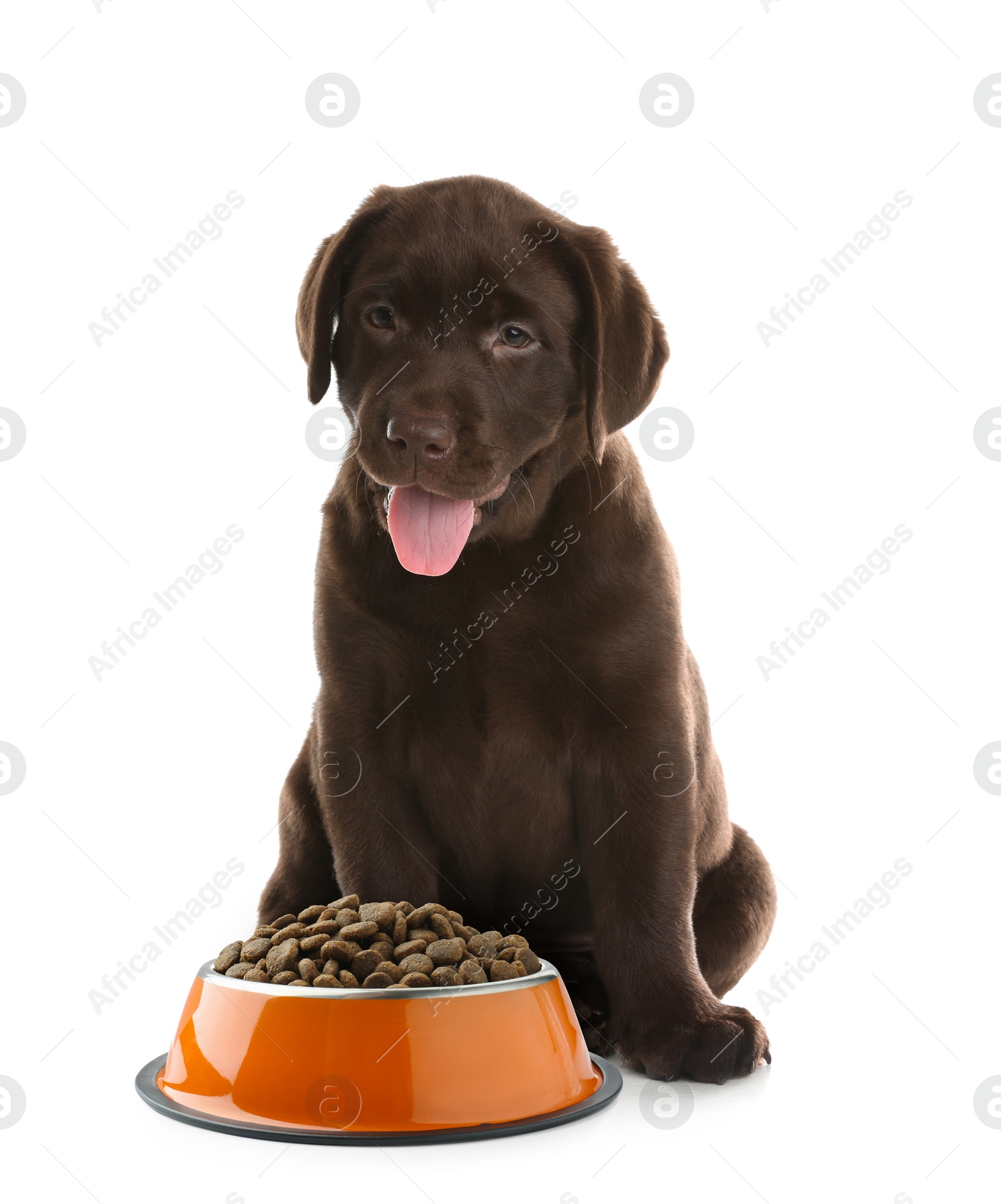 Image of Cute puppy sitting near bowl of dry pet food on white background