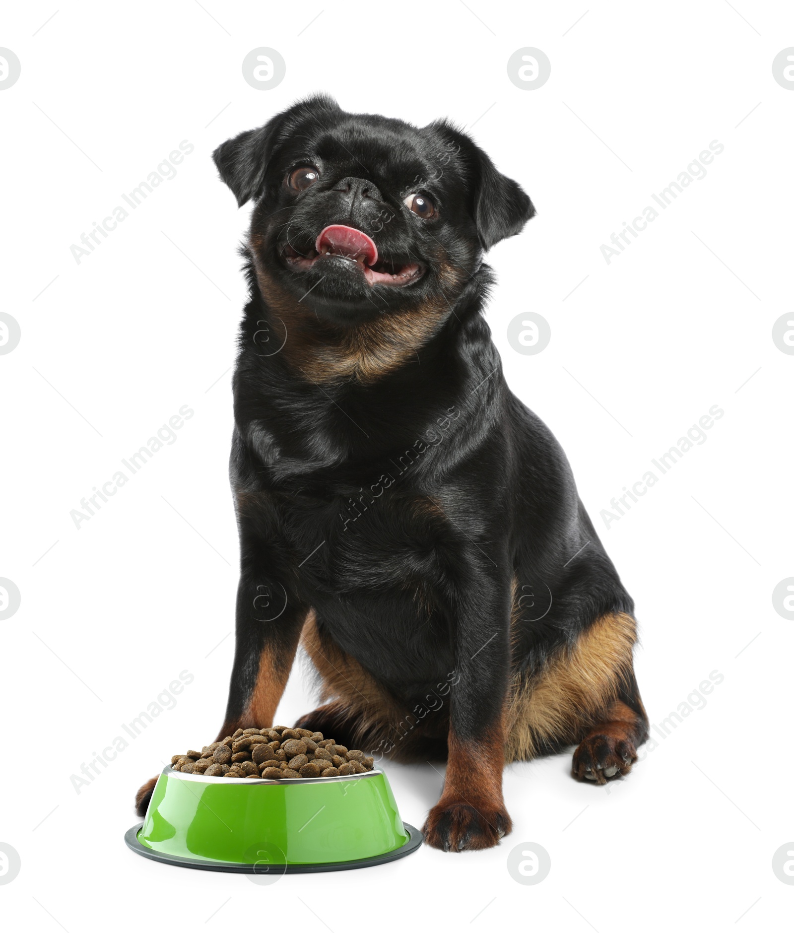 Image of Cute dog sitting near bowl of dry pet food on white background